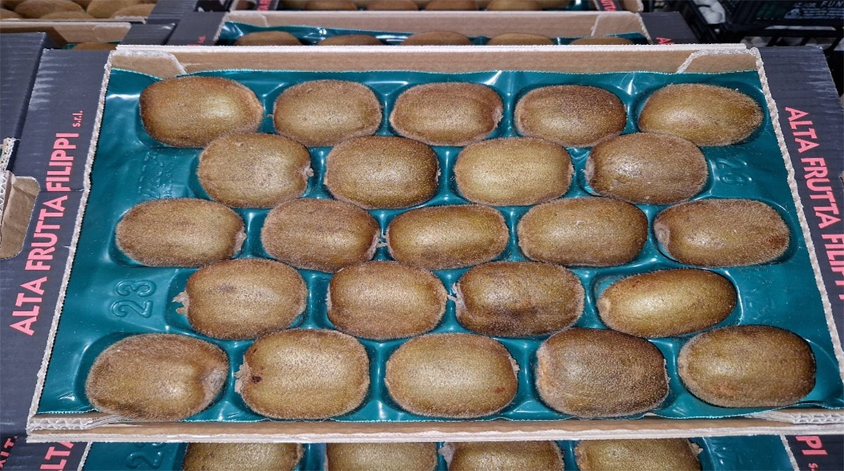 Kiwi Hayward - Italia, calibro 125/135 gr - 2,40/2,70 €/kg